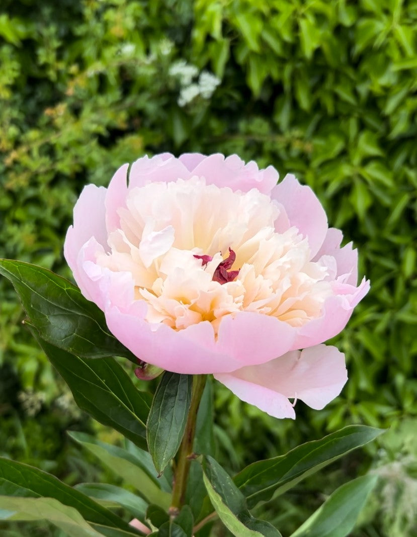Peony Collection | Seasonal Peony Bouquets – Fays Flowers