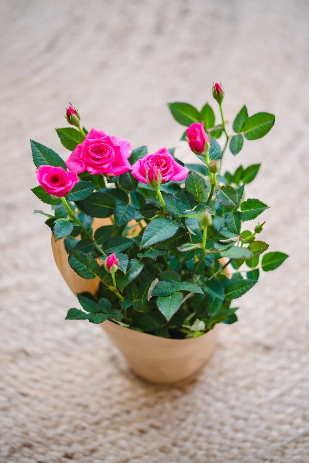 Mini Pink Rose Plant – Fays Flowers
